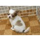 Chihuahua kurzhaariger Schlag Welpen - Hündin