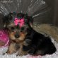 Chihuahua kurzhaariger Schlag Welpen - Hündin