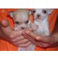 Chihuahua kurzhaariger Schlag Welpen - Hündin