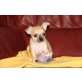 Chihuahua kurzhaariger Schlag Welpen - Hündin
