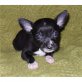 Chihuahua kurzhaariger Schlag Welpen - Hündin