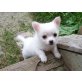 Chihuahua kurzhaariger Schlag Welpen - Hündin