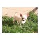 Chihuahua kurzhaariger Schlag Welpen - Hündin