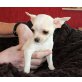 Chihuahua kurzhaariger Schlag Welpen - Hündin