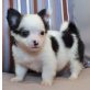 Chihuahua kurzhaariger Schlag Welpen - Hündin