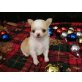 Chihuahua kurzhaariger Schlag Welpen - Hündin