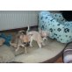 Chihuahua kurzhaariger Schlag Welpen - Hündin