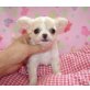 Chihuahua kurzhaariger Schlag Welpen - Hündin