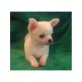 Chihuahua kurzhaariger Schlag Welpen - Hündin