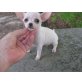 Chihuahua kurzhaariger Schlag Welpen - Hündin