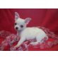 Chihuahua kurzhaariger Schlag Welpen - Hündin