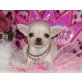 Chihuahua kurzhaariger Schlag Welpen - Hündin