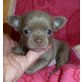 Chihuahua kurzhaariger Schlag Welpen - Hündin