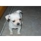 Chihuahua kurzhaariger Schlag Welpen - Hündin
