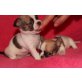 Chihuahua kurzhaariger Schlag Welpen - Hündin
