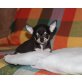 Chihuahua kurzhaariger Schlag Welpen - Hündin