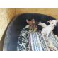 Chihuahua kurzhaariger Schlag Welpen - Hündin