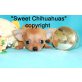 Chihuahua kurzhaariger Schlag Welpen - Hündin