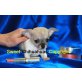 Chihuahua kurzhaariger Schlag Welpen - Hündin