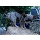 Chihuahua kurzhaariger Schlag Welpen - Hündin
