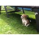 Chihuahua kurzhaariger Schlag Welpen - Hündin