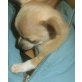 Chihuahua kurzhaariger Schlag Welpen - Hündin