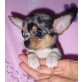 Chihuahua kurzhaariger Schlag Welpen - Hündin