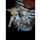 Chihuahua kurzhaariger Schlag Welpen - Hündin