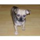 Chihuahua kurzhaariger Schlag Welpen - Hündin