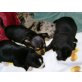 Chihuahua kurzhaariger Schlag Welpen - Hündin