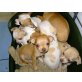 Chihuahua kurzhaariger Schlag Welpen - Hündin