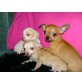 Chihuahua kurzhaariger Schlag Welpen - Hündin