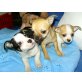 Chihuahua kurzhaariger Schlag Welpen - Hündin