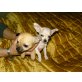 Chihuahua kurzhaariger Schlag Welpen - Hündin