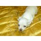 Chihuahua kurzhaariger Schlag Welpen - Hündin