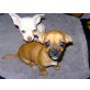 Chihuahua kurzhaariger Schlag Welpen - Hündin