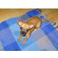Chihuahua kurzhaariger Schlag Welpen - Hündin