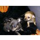 Chihuahua kurzhaariger Schlag Welpen - Hündin