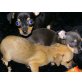 Chihuahua kurzhaariger Schlag Welpen - Hündin