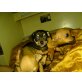 Chihuahua kurzhaariger Schlag Welpen - Hündin