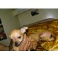 Chihuahua kurzhaariger Schlag Welpen - Hündin
