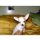 Chihuahua kurzhaariger Schlag Welpen - Hündin