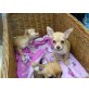 Chihuahua kurzhaariger Schlag Welpen - Hündin