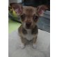 Chihuahua kurzhaariger Schlag Welpen - Hündin
