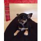 Chihuahua kurzhaariger Schlag Welpen - Hündin