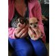 Chihuahua kurzhaariger Schlag Welpen - Hündin