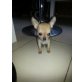 Chihuahua kurzhaariger Schlag Welpen - Hündin