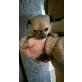 Chihuahua kurzhaariger Schlag Welpen - Hündin
