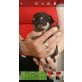 Chihuahua kurzhaariger Schlag Welpen - Hündin