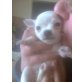 Chihuahua kurzhaariger Schlag Welpen - Hündin